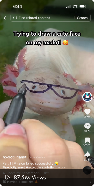 Axolotl being marked with drawn-on cartoon face in a playful viral TikTok clip